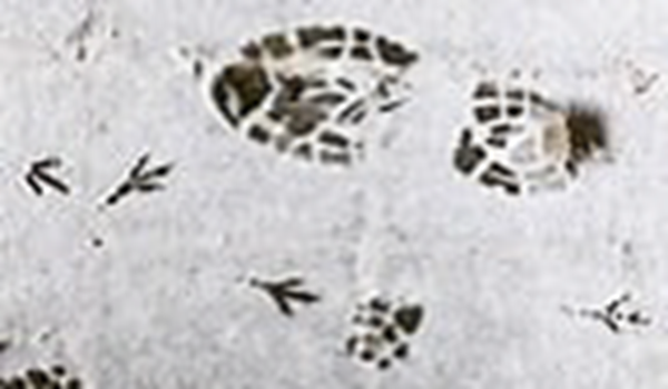 Snowy Footprints